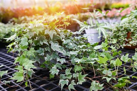 常春藤植物照顧|常春藤植物照顧指南：讓你的常春藤茁壯成長 